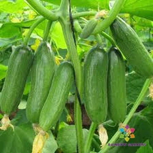 Baby Rocky Cucumber Seeds – Heirloom Cucumis sativus for Home Garden, Small Tender Cucumbers, High Yield, USA Grown