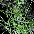 Feather Lovegrass Seeds - Premium Eragrostis spectabilis for Garden, Meadow & Landscape Planting, Drought-Resistant Ornamental Grass
