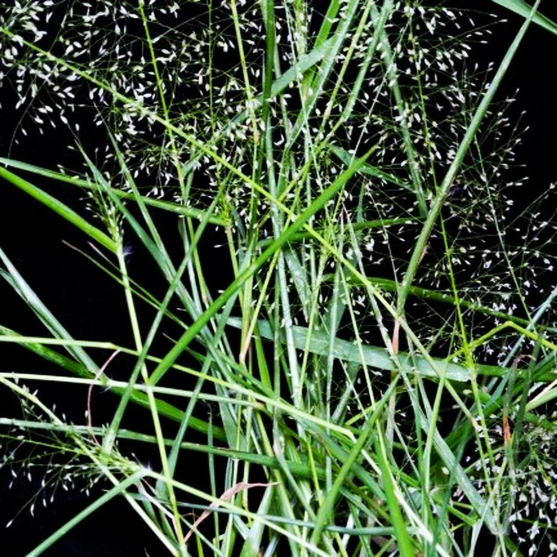Feather Lovegrass Seeds - Premium Eragrostis spectabilis for Garden, Meadow & Landscape Planting, Drought-Resistant Ornamental Grass