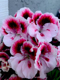 Geranium Live Plant 6-Inch Pelargonium x hortorum White and Dark Maroon Center Perennial