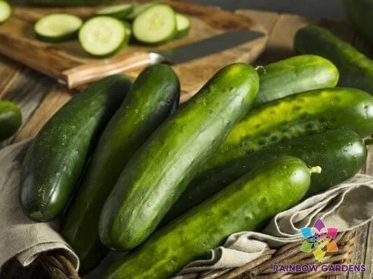 Slicemaster Select Cucumber Seeds – 25+ Pack, Heirloom, Non-GMO, Cucumis sativus, for Garden & Container Planting