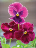 Ruby Mix Pansy Seeds - Viola Tricolor - Garden Flower Seeds for Beds & Containers - 200+ Premium Seeds