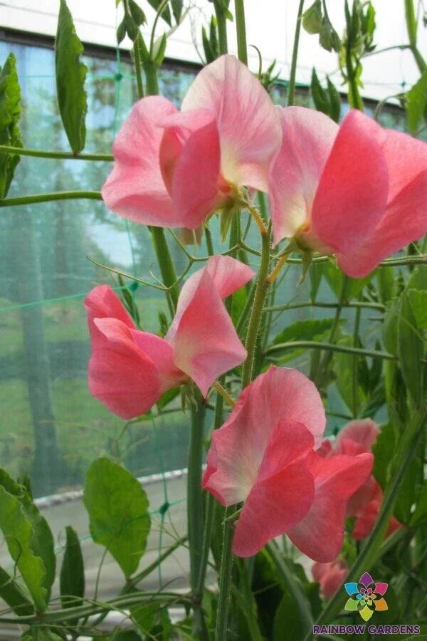 June Sweet Pea Seeds - 50+ Pack, Lathyrus odoratus, Climbing Vine, Fragrant Blooms, Garden Planting, USA Grown