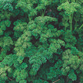 Herb Seed Packets – Over 500 Triple Curled Parsley Seeds Petroselinum crispum for Garden & Culinary Use