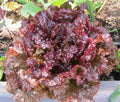 Ruby Leaf Lettuce Seeds - Deep Red Summer Salad Variety, Non-GMO Lactuca sativa Seeds for Fresh Garden Greens