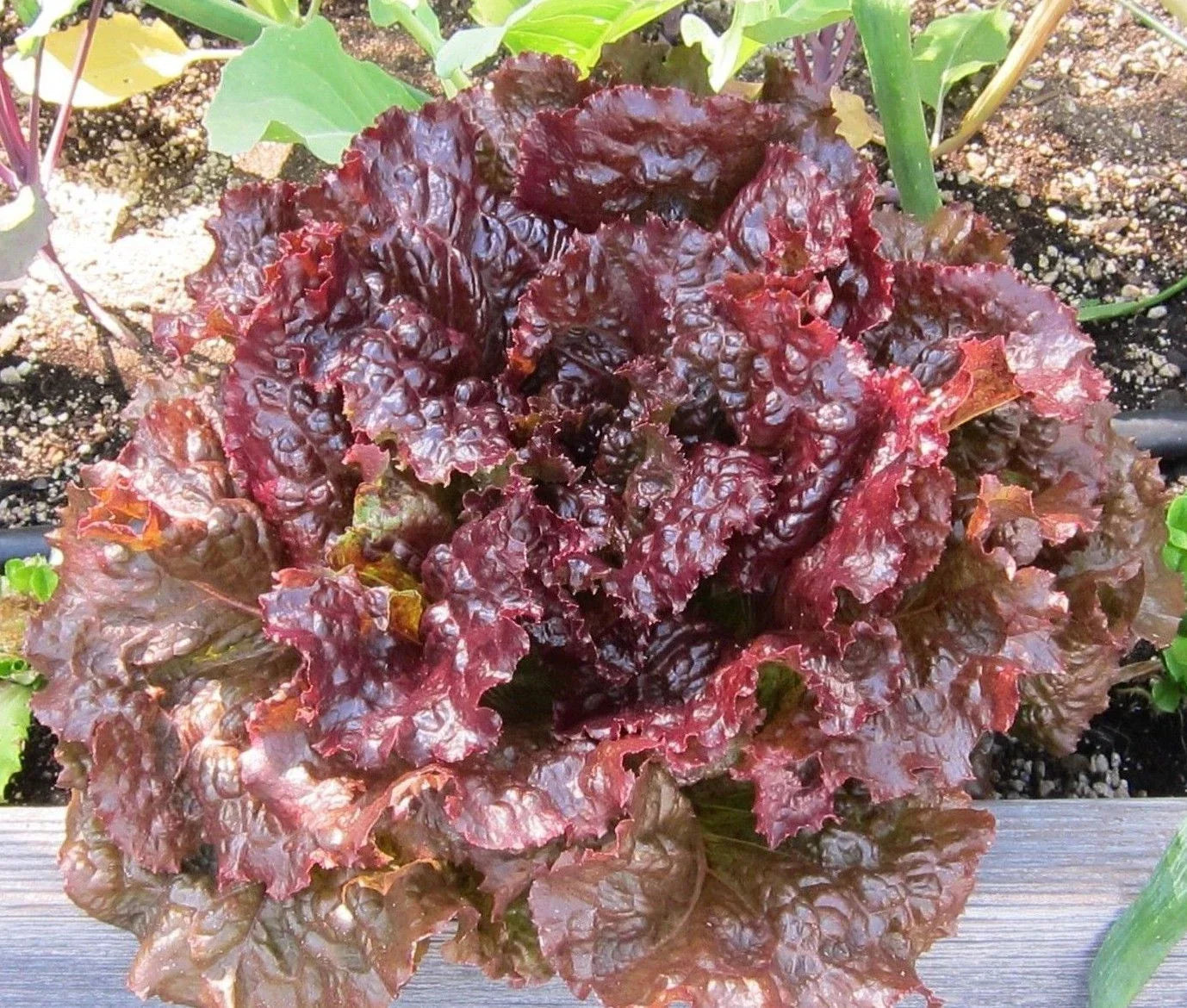 Ruby Leaf Lettuce Seeds - Deep Red Summer Salad Variety, Non-GMO Lactuca sativa Seeds for Fresh Garden Greens