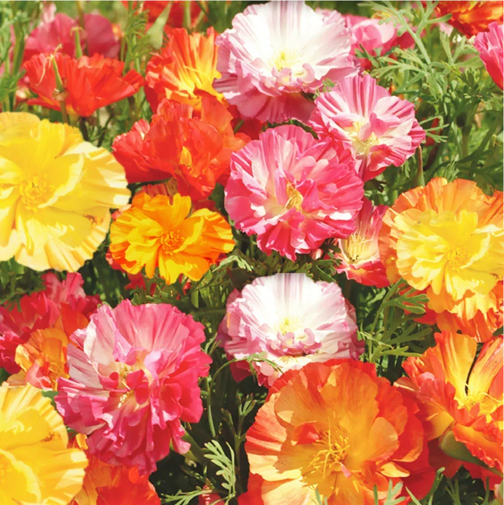 California Poppy Seeds - Ballerina Mix & Rainbow Iceland Paper Flower Seeds - Eschscholzia californica & Papaver nudicaule, Annual