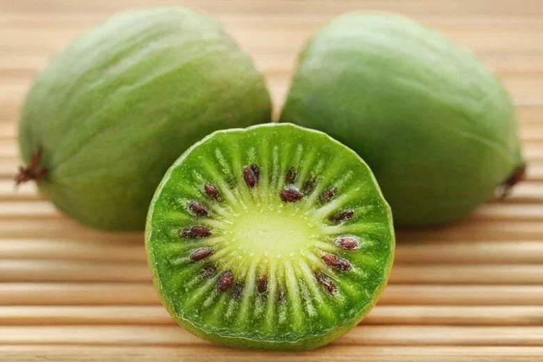Kiwi Plant Starter - Live Rooted Issai Self-Pollinating Hardy Vine Actinidia arguta for Zones 3-8