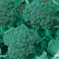 Broccoli Seeds 500+ Calabrese Non-GMO Vegetable Seeds for Home Garden, Brassica oleracea