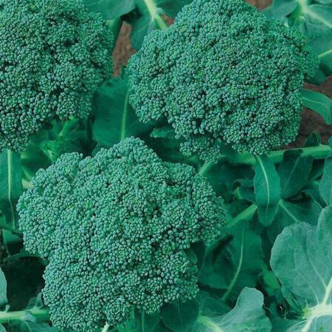 Broccoli Seeds 500+ Calabrese Non-GMO Vegetable Seeds for Home Garden, Brassica oleracea