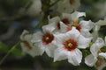 Yellowhorn Fruiting Shrub Seeds - Xanthoceras sorbifolium - Edible Fruit, Fragrant Flowers, Hardy Perennial, 8 Seeds