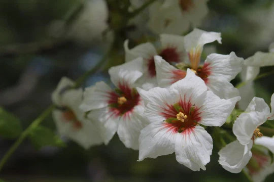 Yellowhorn Fruiting Shrub Seeds - Xanthoceras sorbifolium - Edible Fruit, Fragrant Flowers, Hardy Perennial, 8 Seeds