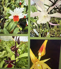Orchid Plant Seedlings – Bare Root Varieties, Epiphytic & Terrestrial, Orchidaceae, 3-Pack