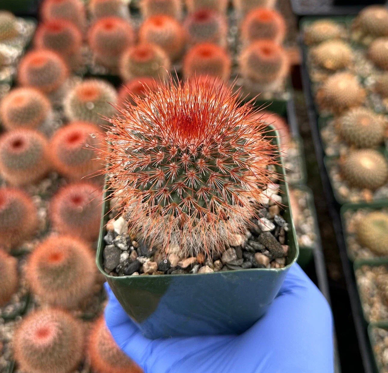 Red Headed Irishman Cactus 4-Inch Pot, Mammillaria Spinosissima, Unique Red Spine Succulent for Home Decor