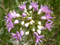Prairie Onion Seeds Bulk Non-GMO Heirloom Allium canadense for Culinary Gardens