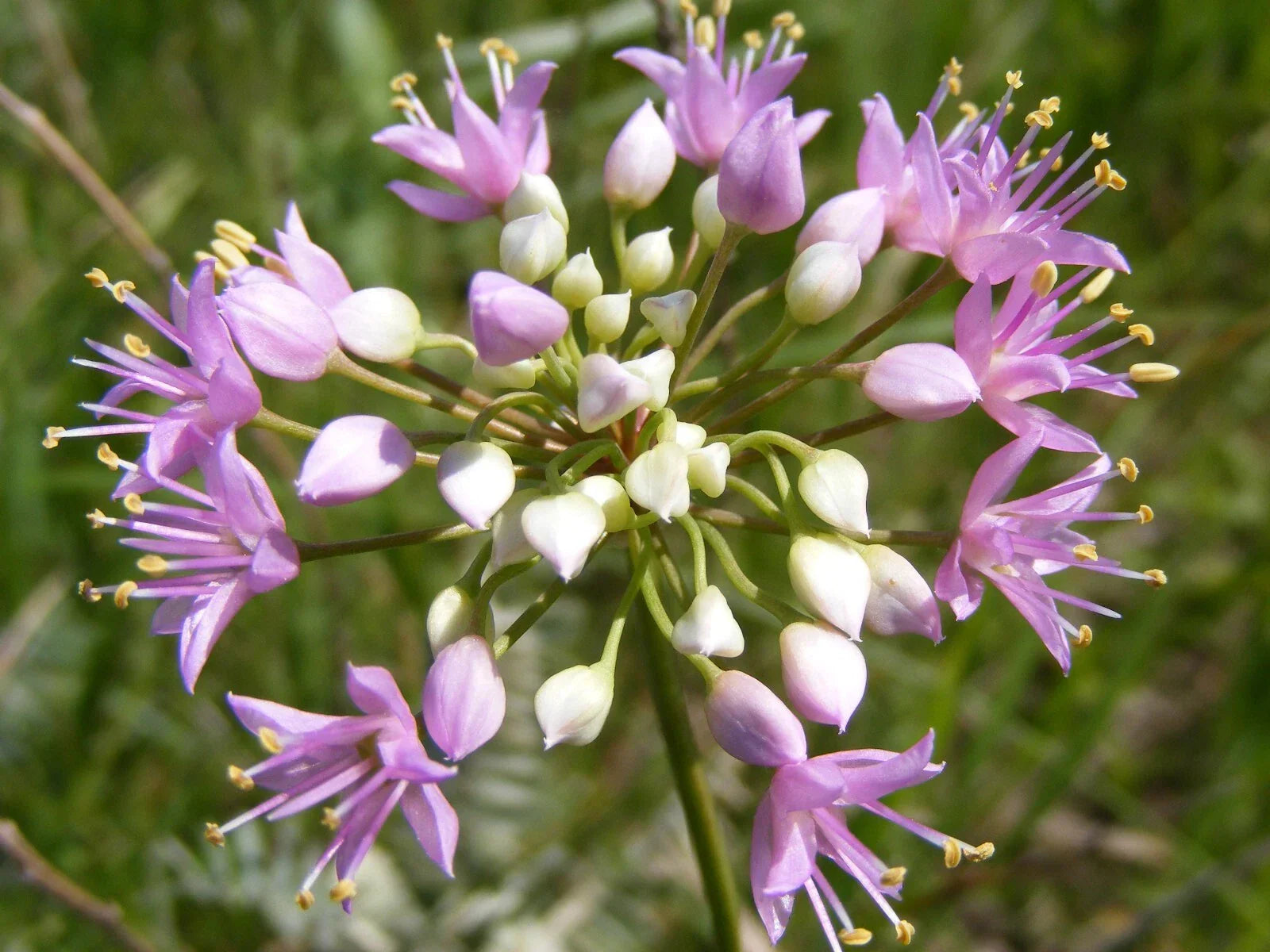 Prairie Onion Seeds Bulk Non-GMO Heirloom Allium canadense for Culinary Gardens