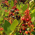 Salal Seeds Bulk Pack 1001 Count - Gaultheria shallon Hardy Evergreen Shrub with Edible Berries
