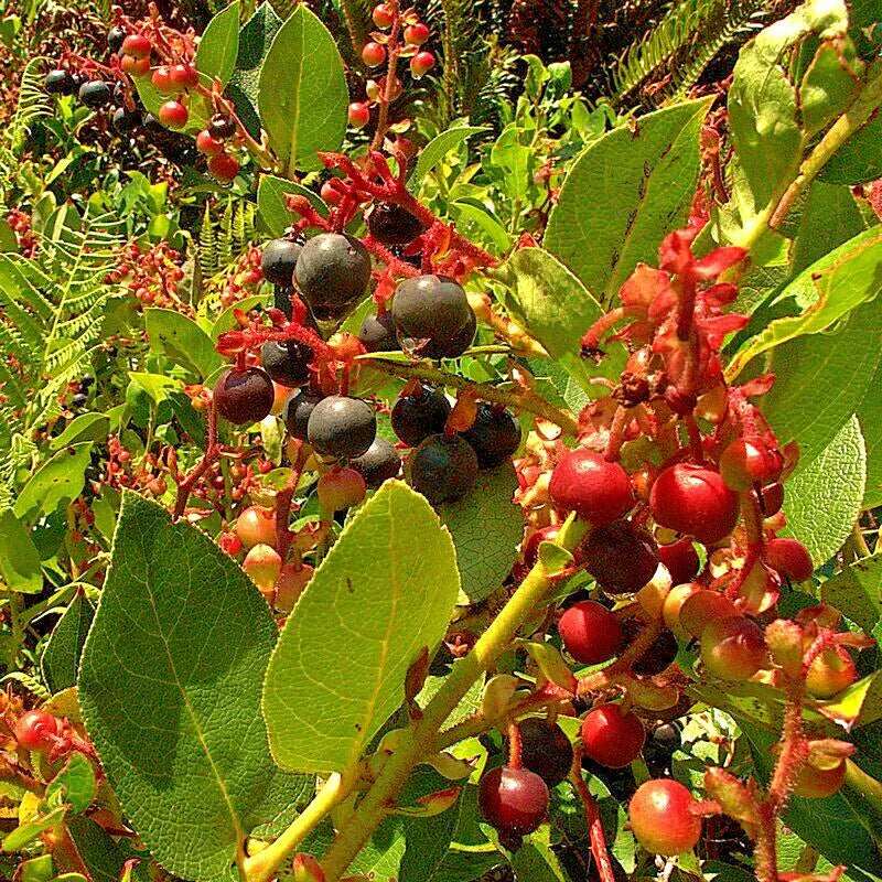 Salal Seeds Bulk Pack 1001 Count - Gaultheria shallon Hardy Evergreen Shrub with Edible Berries