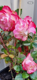 Fire and Ice Rose Cuttings - 3 Pack, Bi-colored Rosa 'Fire and Ice' Garden Plant, 6-8 Inch Live Rose Cuttings