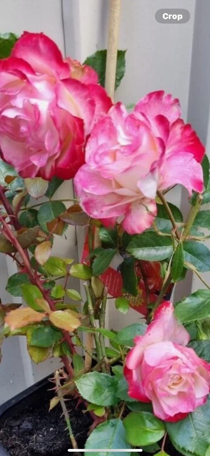 Fire and Ice Rose Cuttings - 3 Pack, Bi-colored Rosa 'Fire and Ice' Garden Plant, 6-8 Inch Live Rose Cuttings