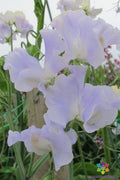 Cilla Sweet Pea Seeds Pack of 50+ | Fragrant Climbing Flower | Lathyrus odoratus | Garden Planting Seeds
