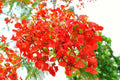 Royal Poinciana Seeds - Delonix regia Flamboyant Flame Tree, Tropical Garden, 50 Pack, USA Grown