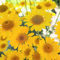 Golden Marguerite Daisy Seeds - 50 Organic Anthemis tinctoria Flower Seeds for Garden, Borders, Containers, Bees & Butterflies