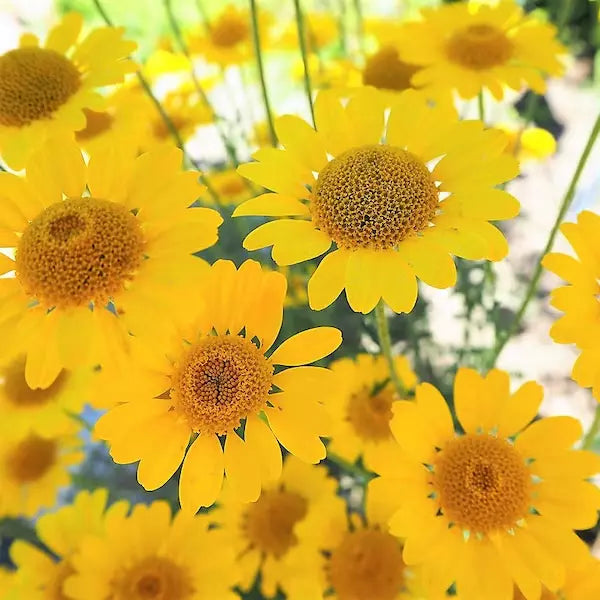 Golden Marguerite Daisy Seeds - 50 Organic Anthemis tinctoria Flower Seeds for Garden, Borders, Containers, Bees & Butterflies