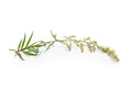 Mugwort Herb Seeds 500+ | Medicinal & Culinary Perennial Artemisia vulgaris | Easy to Grow