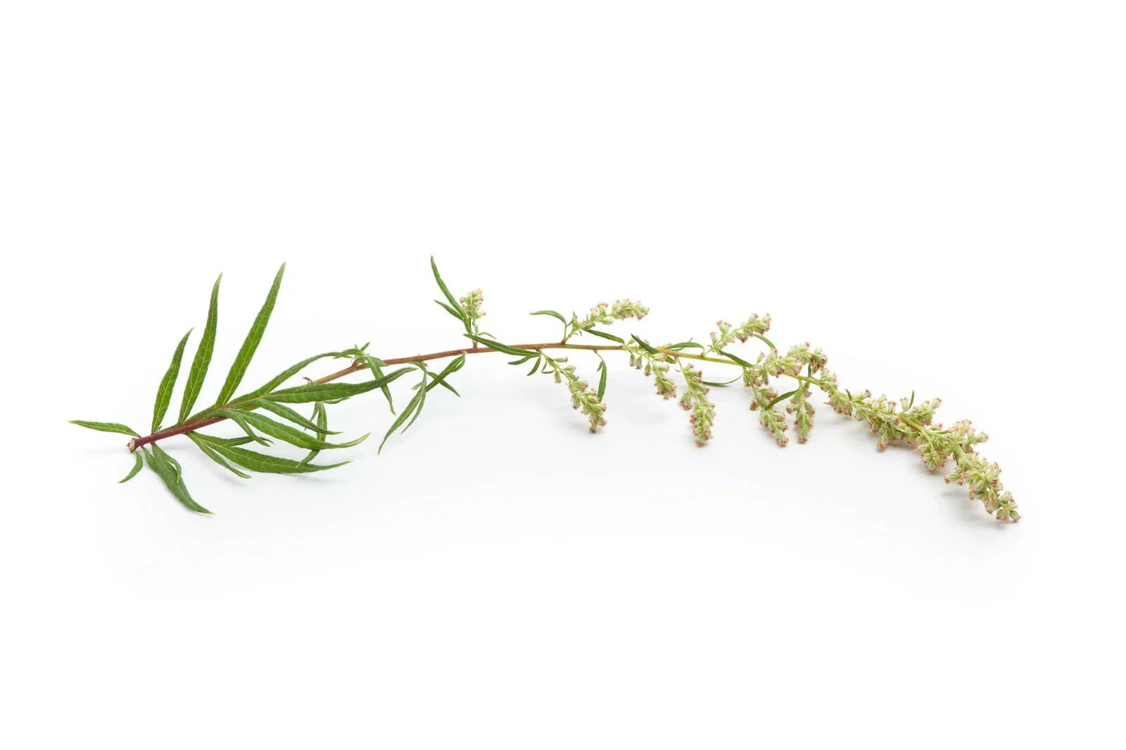 Mugwort Herb Seeds 500+ | Medicinal & Culinary Perennial Artemisia vulgaris | Easy to Grow