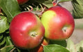 Burgundy Apple Seeds - 25+ Heirloom Malus domestica for Garden Planting, Fruit Tree, Non-GMO, USA Shipping