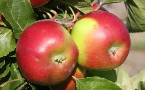 Burgundy Apple Seeds - 25+ Heirloom Malus domestica for Garden Planting, Fruit Tree, Non-GMO, USA Shipping