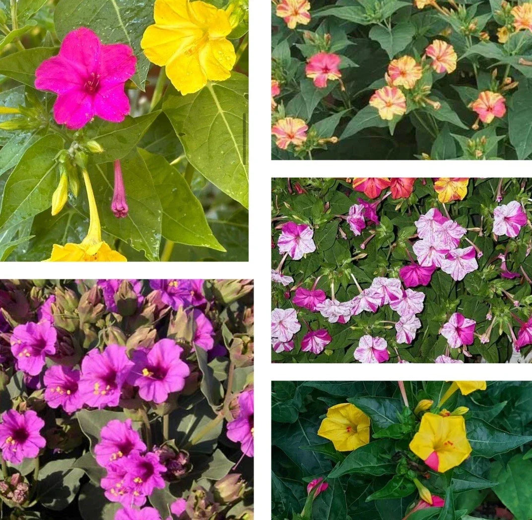 Garden Flower Seeds - Four O’Clock Mix Colors - Mirabilis Jalapa - Butterfly Attracting, Fragrant Bloom Seeds