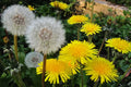 Organic Dandelion Seeds 100+ Taraxacum officinale Herbaceous Perennial for Edible Landscaping