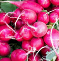 Pink Celebration Radish Seeds | Daikon Variety | Raphanus sativus | Vibrant Pink Skin, Fast-Growing, Edible Radishes