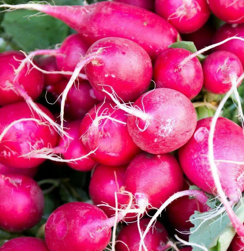 Pink Celebration Radish Seeds | Daikon Variety | Raphanus sativus | Vibrant Pink Skin, Fast-Growing, Edible Radishes