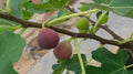 Little Ruby Fig Seeds - 100+ Ficus carica Fruit Tree Seeds for Garden, Orchard, Container Planting, Organic, Non-GMO