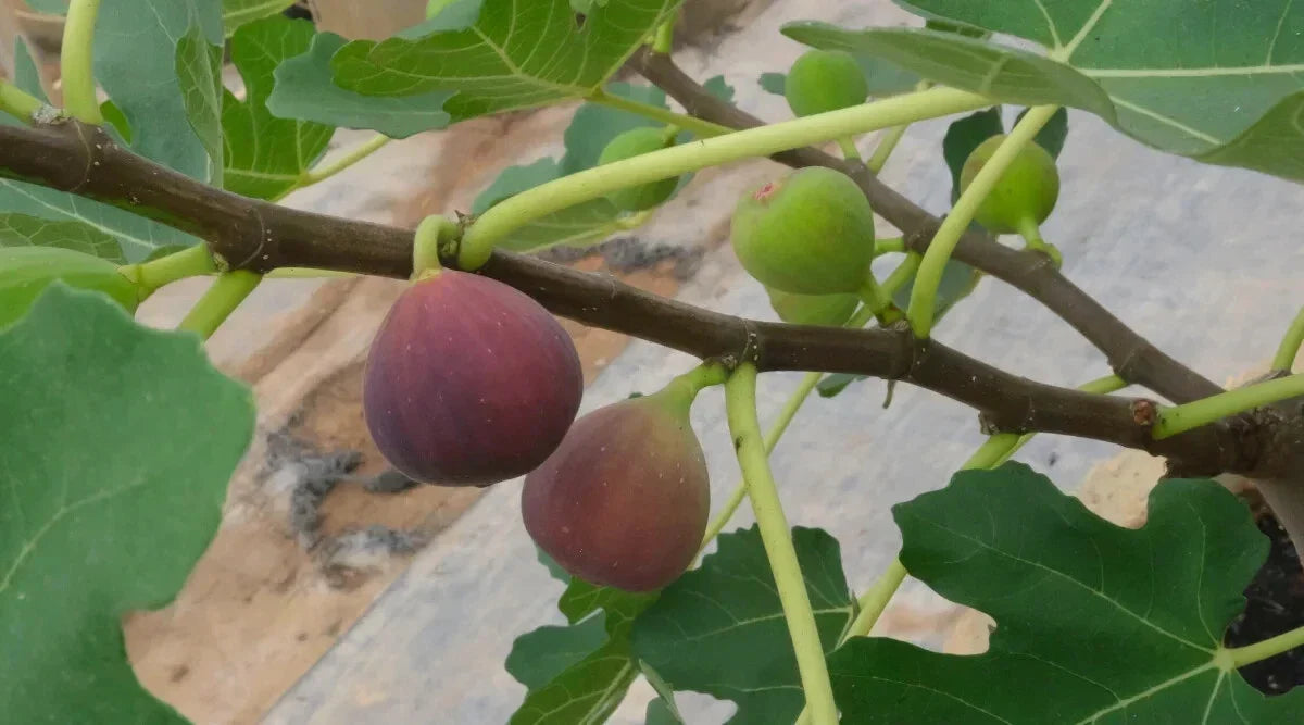 Little Ruby Fig Seeds - 100+ Ficus carica Fruit Tree Seeds for Garden, Orchard, Container Planting, Organic, Non-GMO