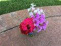 Ivy Geranium Cuttings 8 Pack Mixed Colors for Rooting Pelargonium peltatum Indoor Outdoor