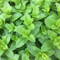 Organic Spearmint Plant | Live Herb Starter | Mentha spicata | Culinary & Tea Mint | Fast-Growing Perennial Herb