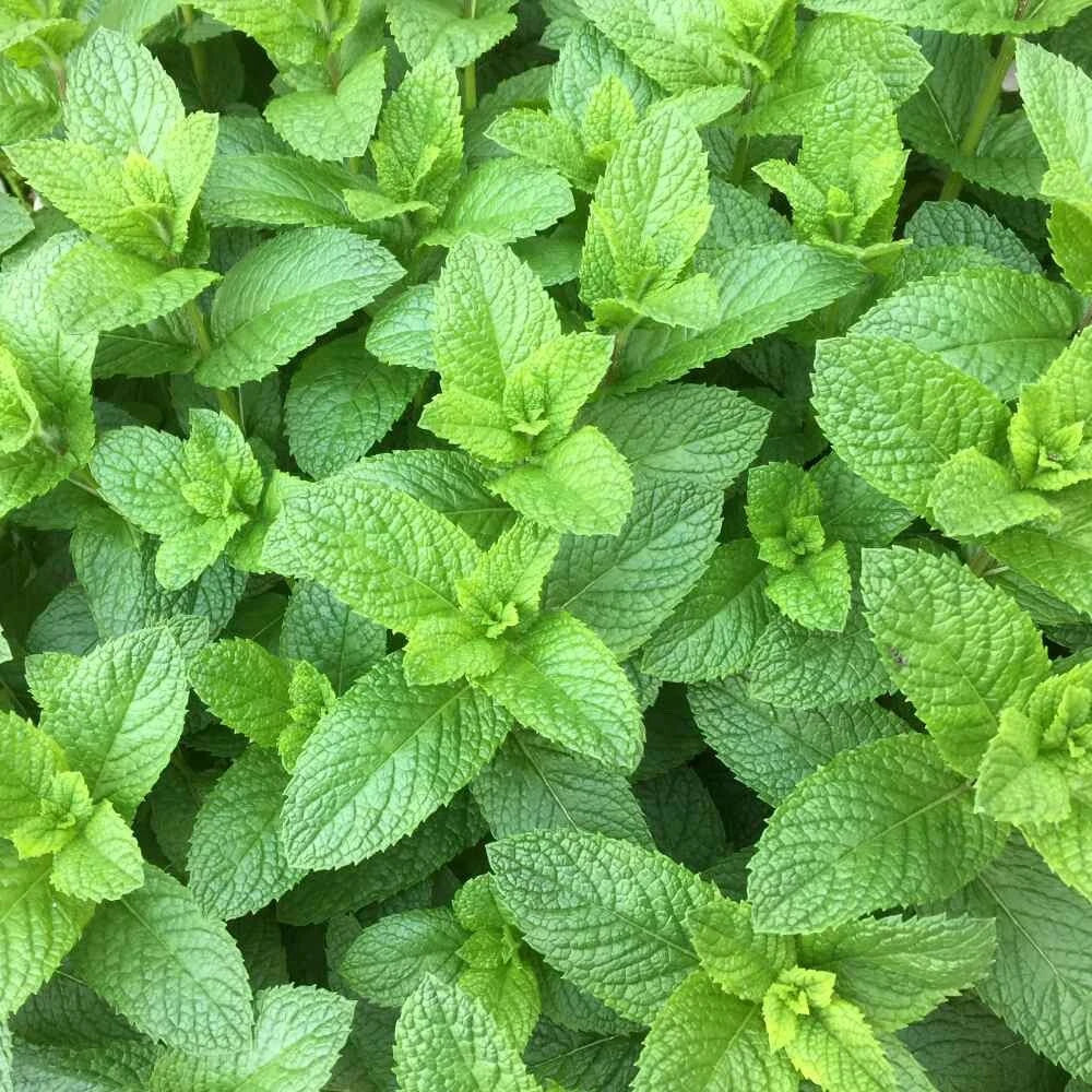 Organic Spearmint Plant | Live Herb Starter | Mentha spicata | Culinary & Tea Mint | Fast-Growing Perennial Herb