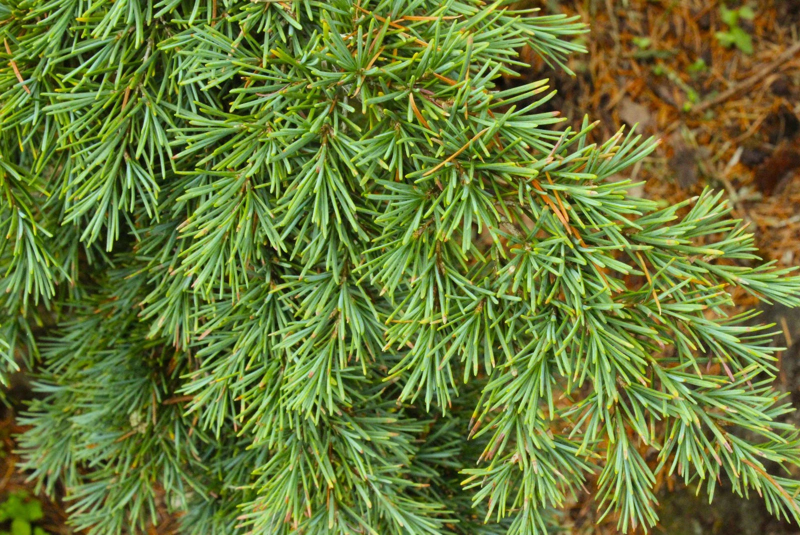 Mountain Hemlock Tree Seedling – Tsuga mertensiana Evergreen Conifer for Landscape or Bonsai