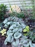 Brunnera ‘Sea Heart’ – False Forget-Me-Not Live Starter Plant with Silver Heart Leaves & Blue Flowers