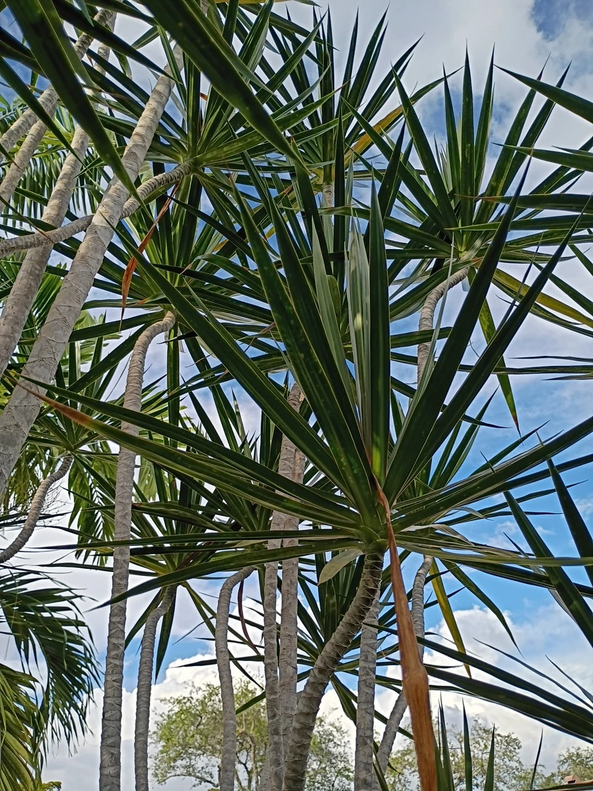 Live Dracaena Marginata Rooted Cutting - Indoor Foliage House Plant, Easy-Care, Green with Red Edges, Perfect for Home & Office