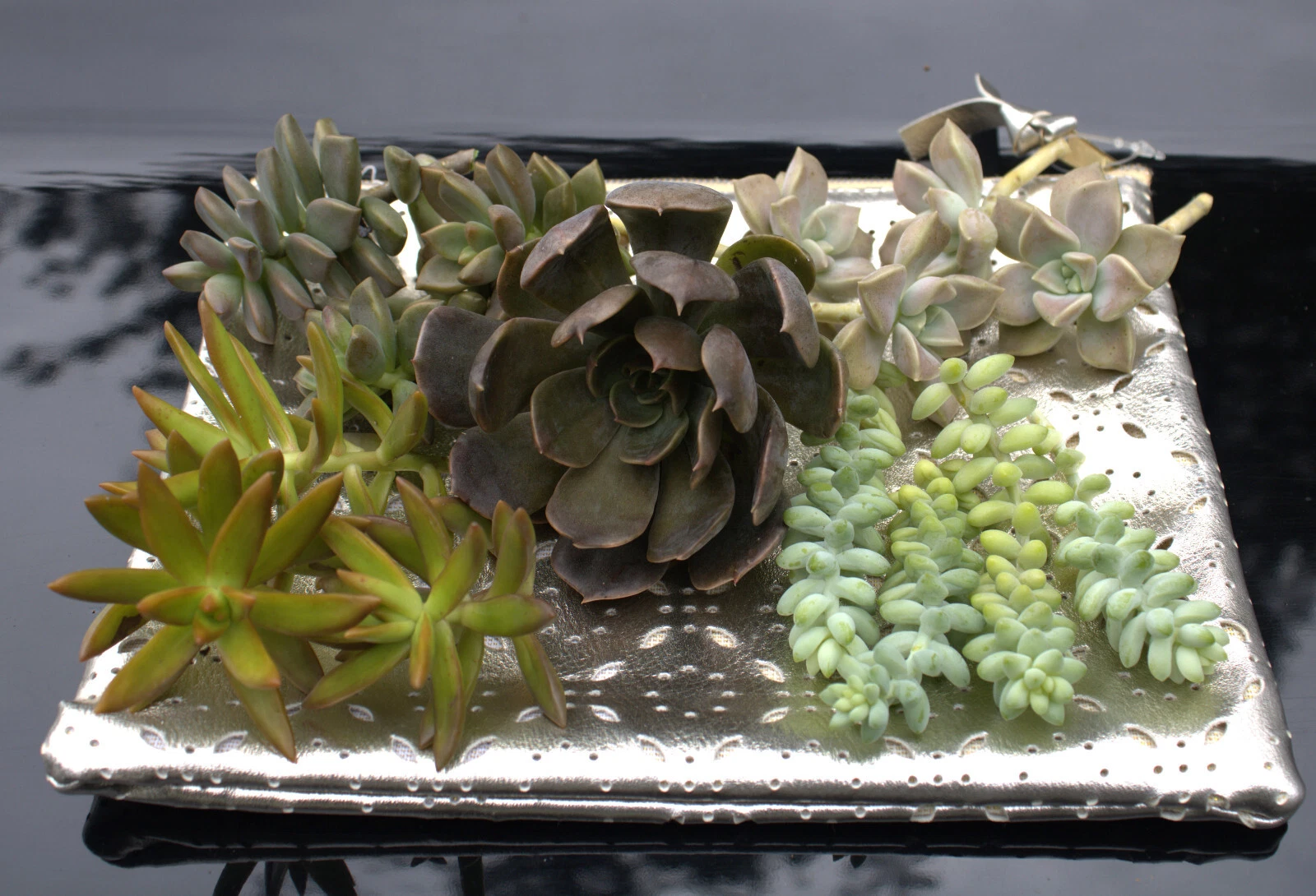Mixed Succulent Rosette Cuttings 20 Pack Unrooted Assorted Varieties for Propagation