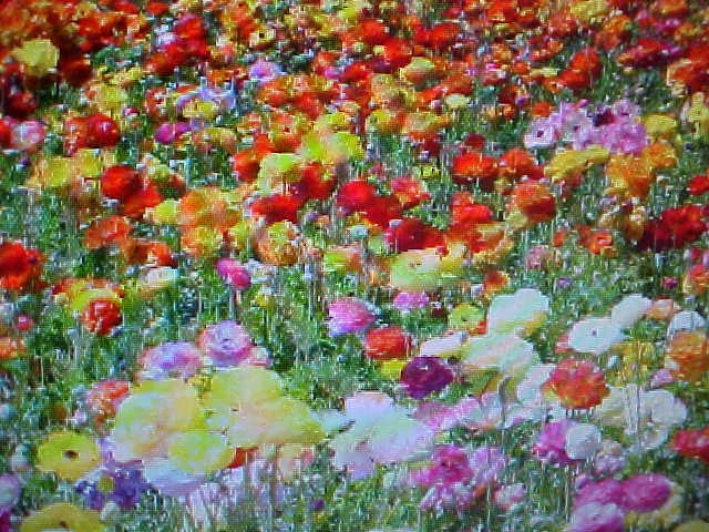 Wildflower Seed Mix 1/3 LB, 24 Colors, Annual & Perennial, Eco-Friendly, Pollinator Attracting, Non-GMO Seed Mix