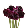 Scabiosa Seeds Burgundy Black Knight - 40 Pack, Atropurpurea, Butterfly & Bee Attractant, Full Sun, Drought Tolerant
