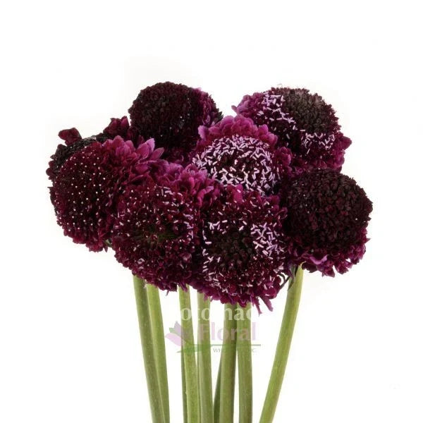 Scabiosa Seeds Burgundy Black Knight - 40 Pack, Atropurpurea, Butterfly & Bee Attractant, Full Sun, Drought Tolerant