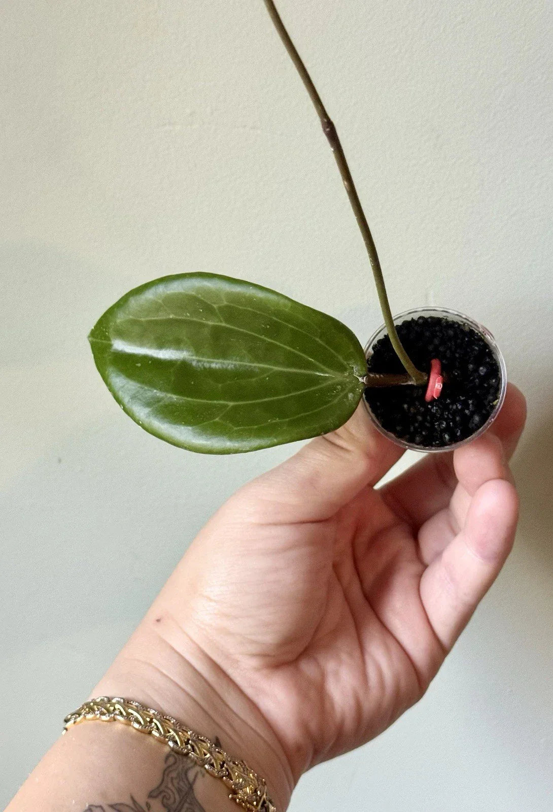 Rooted Hoya Quinquenervia Cutting | Indoor Trailing Plant in 4-Inch Pot