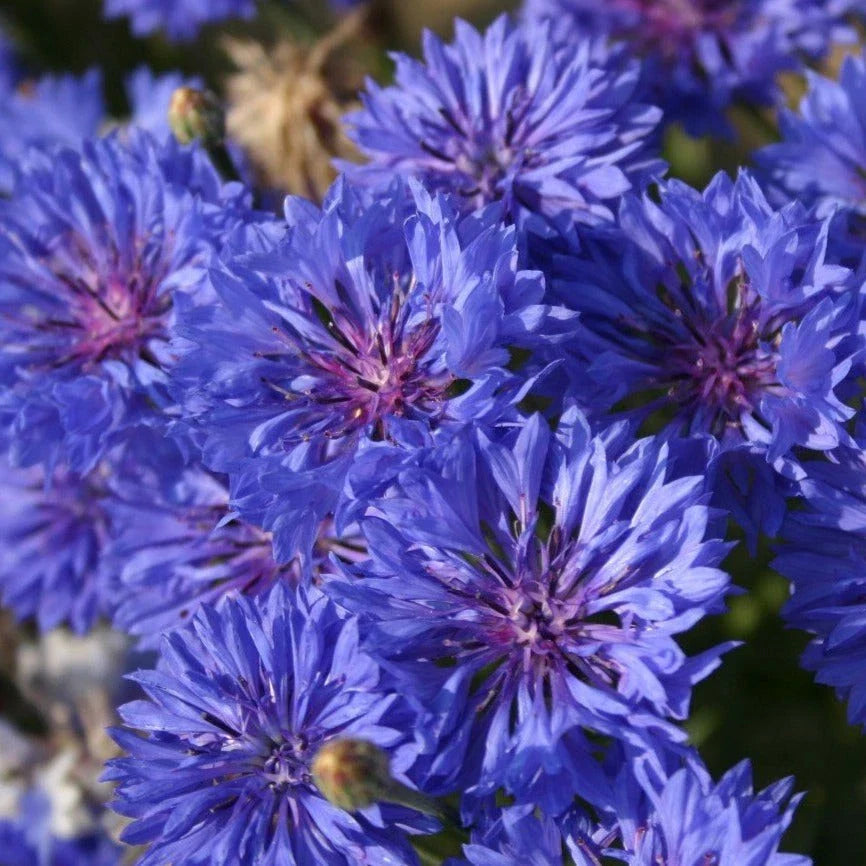 Blue Dwarf Bachelor Button Seeds - Centaurea Cyanus Blue Wildflower Garden Seeds for Pollinators, Borders, Containers
